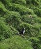 PICTURES/PUFFINS - Helmaey Island/t_PU (3).jpg
